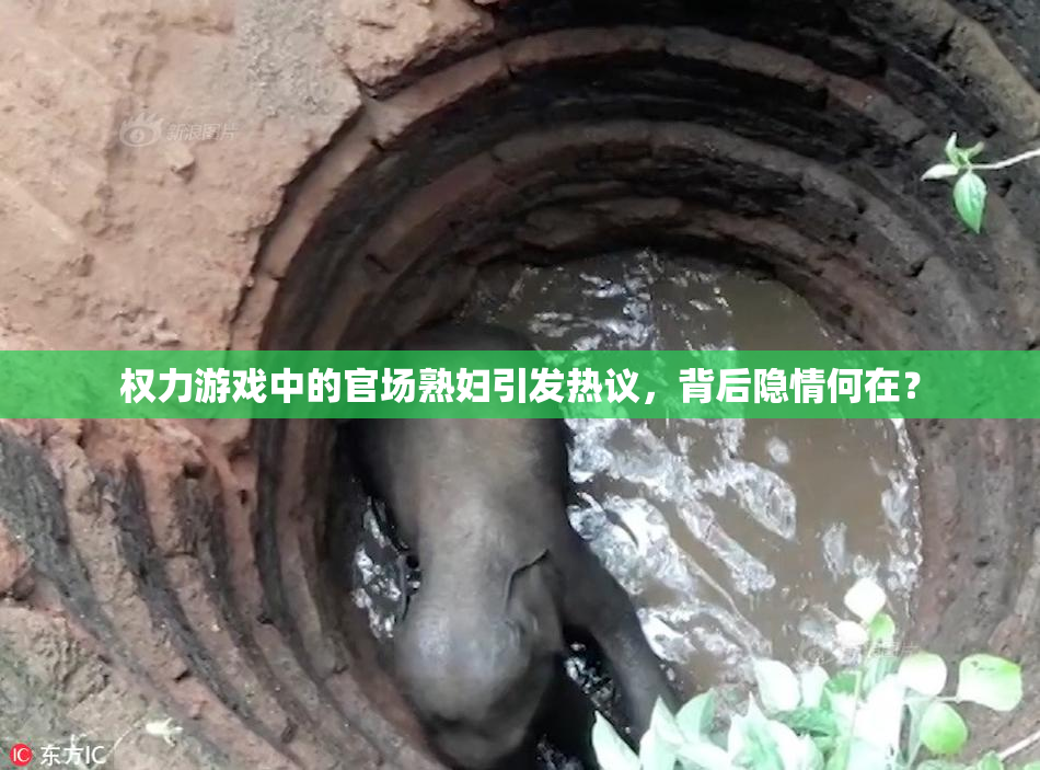 权力游戏中的官场熟妇引发热议，背后隐情何在？