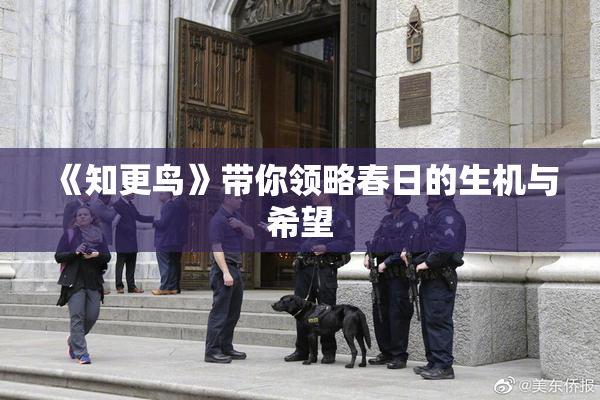 《知更鸟》带你领略春日的生机与希望