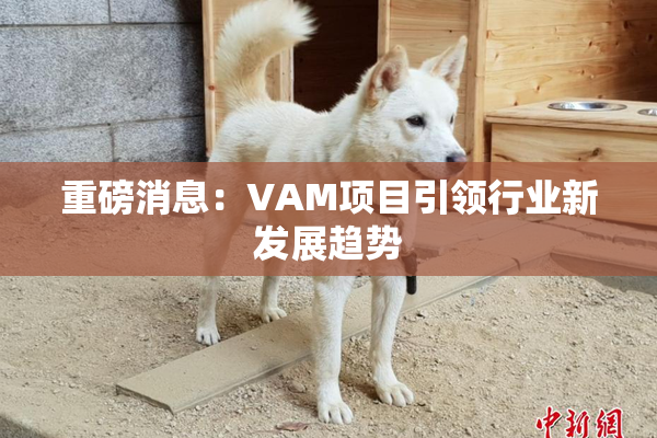 重磅消息：VAM项目引领行业新发展趋势