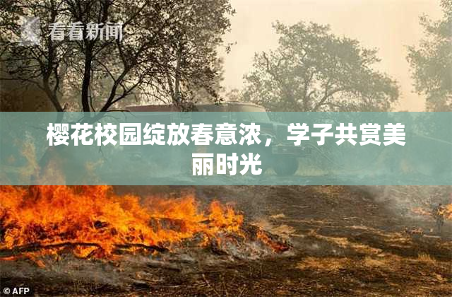 樱花校园绽放春意浓，学子共赏美丽时光