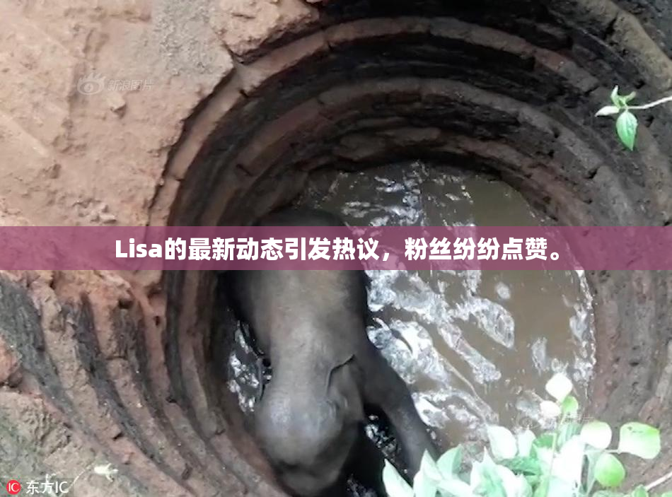 Lisa的最新动态引发热议，粉丝纷纷点赞。