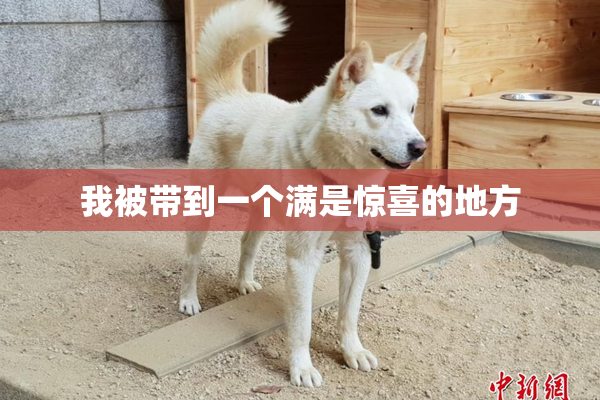 我被带到一个满是惊喜的地方
