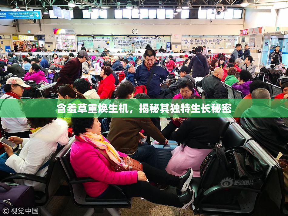 含羞草重焕生机，揭秘其独特生长秘密