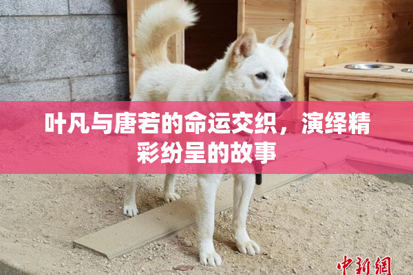 叶凡与唐若的命运交织，演绎精彩纷呈的故事