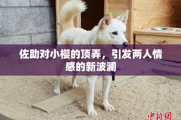 佐助对小樱的顶弄，引发两人情感的新波澜