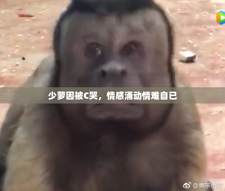 少萝因被C哭，情感涌动情难自已