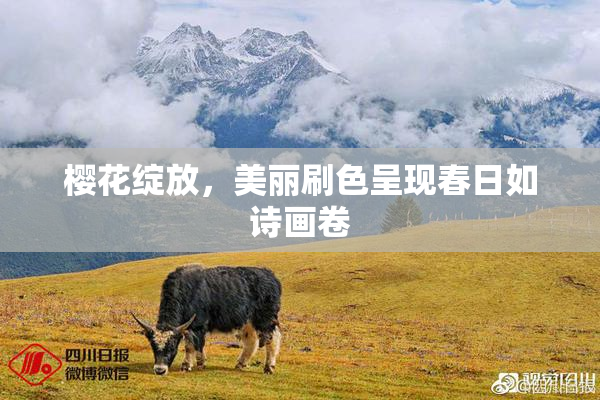 樱花绽放，美丽刷色呈现春日如诗画卷