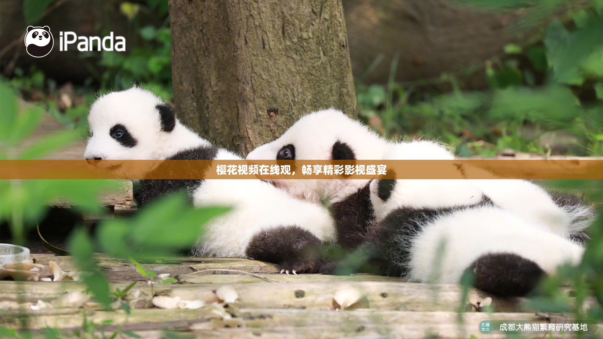 樱花视频在线观，畅享精彩影视盛宴