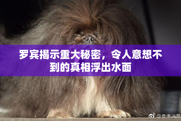 罗宾揭示重大秘密，令人意想不到的真相浮出水面