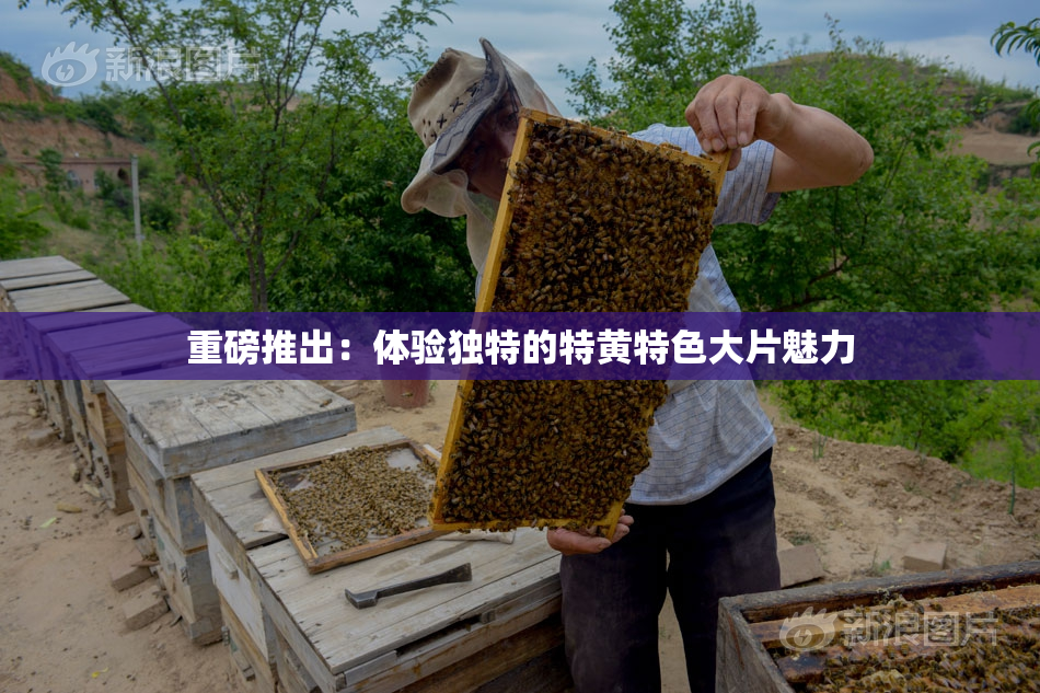 重磅推出：体验独特的特黄特色大片魅力