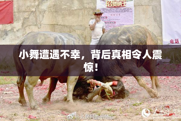 小舞遭遇不幸，背后真相令人震惊！