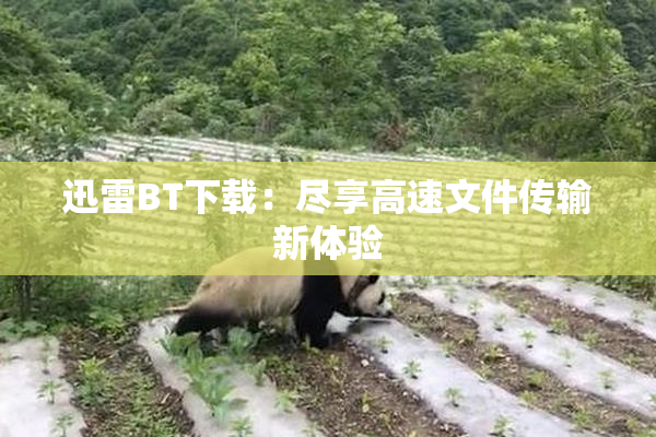 迅雷BT下载：尽享高速文件传输新体验