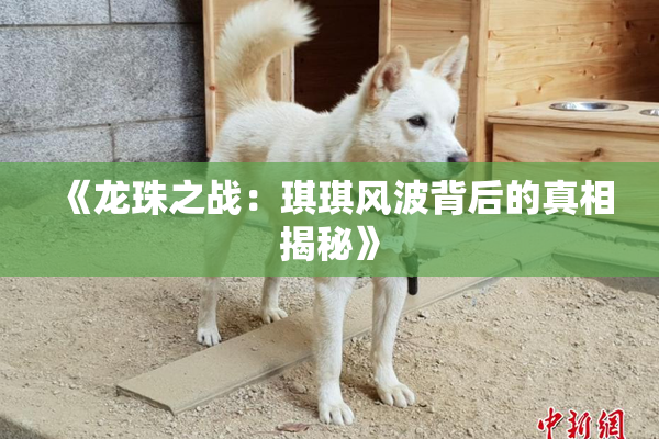《龙珠之战：琪琪风波背后的真相揭秘》