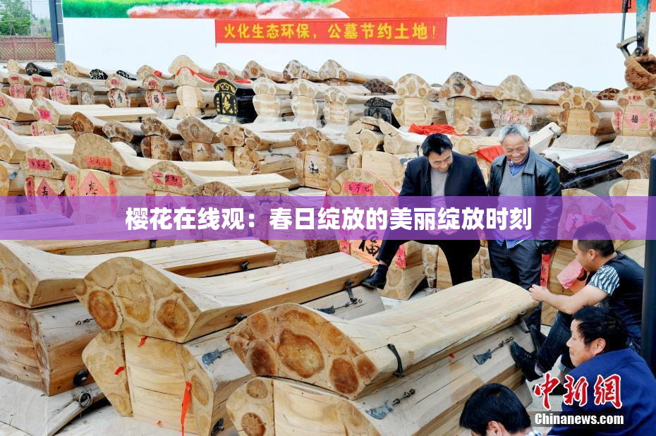 樱花在线观：春日绽放的美丽绽放时刻