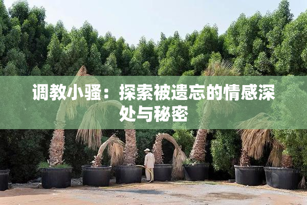 调教小骚：探索被遗忘的情感深处与秘密