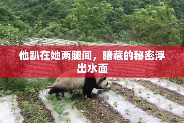 他趴在她两腿间，暗藏的秘密浮出水面