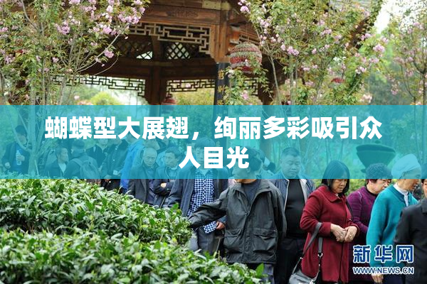 蝴蝶型大展翅，绚丽多彩吸引众人目光