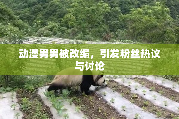 动漫男男被改编，引发粉丝热议与讨论