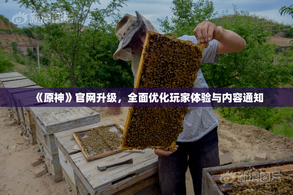 《原神》官网升级，全面优化玩家体验与内容通知