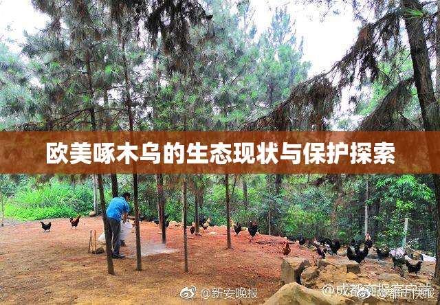 欧美啄木乌的生态现状与保护探索