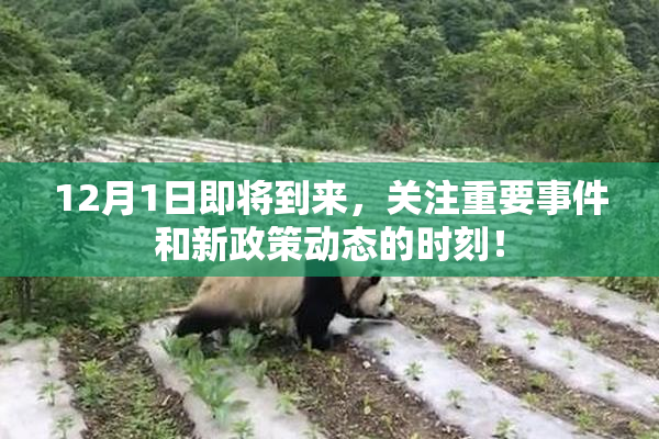 12月1日即将到来，关注重要事件和新政策动态的时刻！