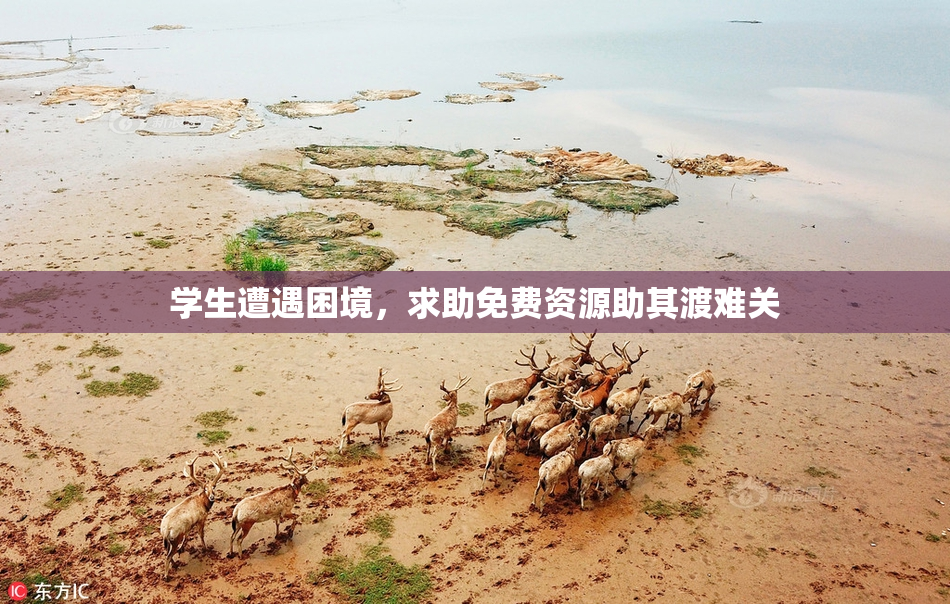 学生遭遇困境，求助免费资源助其渡难关