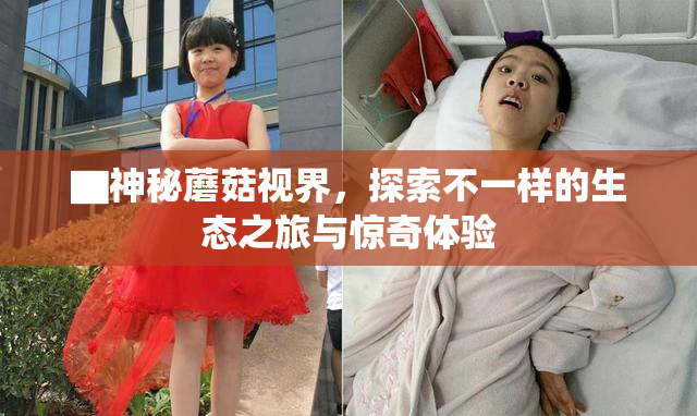 ▇神秘蘑菇视界，探索不一样的生态之旅与惊奇体验