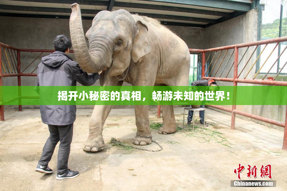 揭开小秘密的真相，畅游未知的世界！