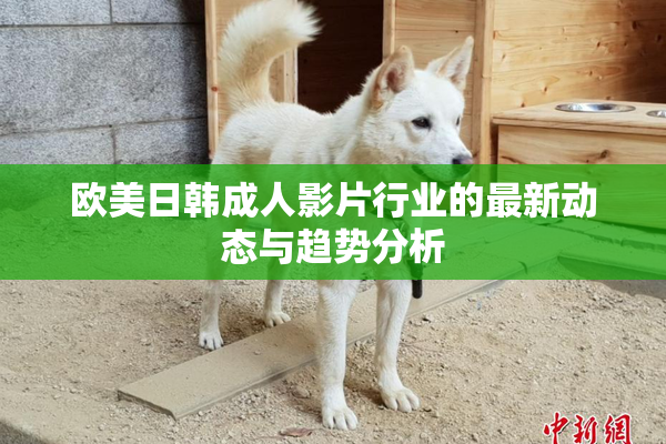 欧美日韩成人影片行业的最新动态与趋势分析
