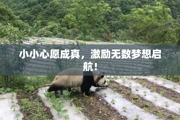 小小心愿成真，激励无数梦想启航！