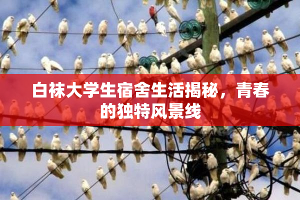 白袜大学生宿舍生活揭秘，青春的独特风景线