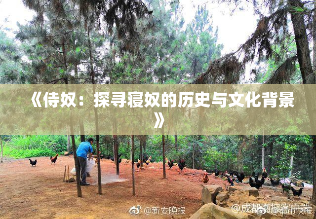 《侍奴：探寻寝奴的历史与文化背景》