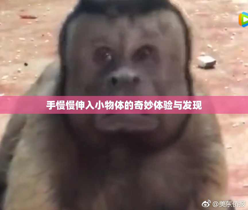 手慢慢伸入小物体的奇妙体验与发现