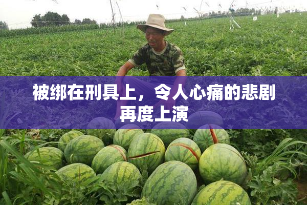 被绑在刑具上，令人心痛的悲剧再度上演