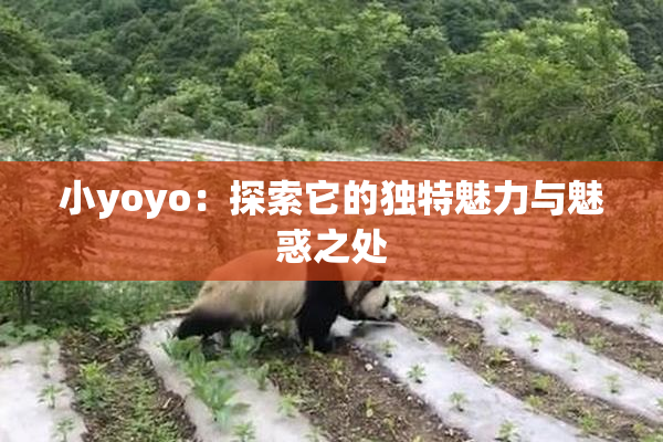 小yoyo：探索它的独特魅力与魅惑之处