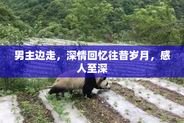 男主边走，深情回忆往昔岁月，感人至深