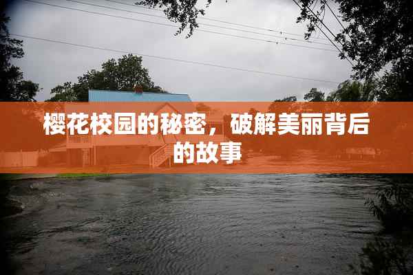 樱花校园的秘密，破解美丽背后的故事