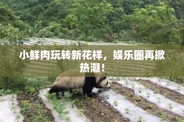 小鲜肉玩转新花样，娱乐圈再掀热潮！