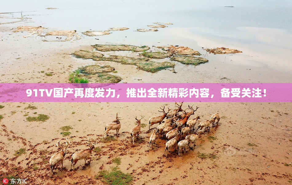 91TV国产再度发力，推出全新精彩内容，备受关注！