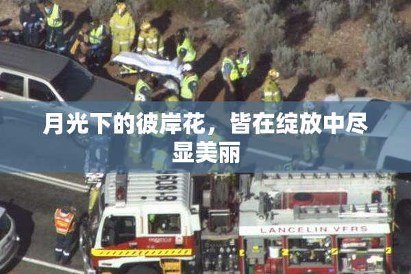 月光下的彼岸花，皆在绽放中尽显美丽