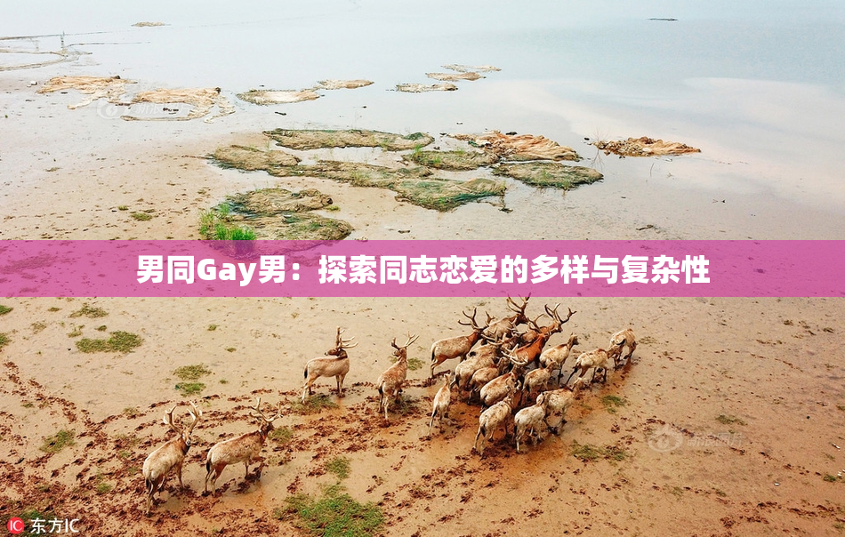 男同Gay男：探索同志恋爱的多样与复杂性