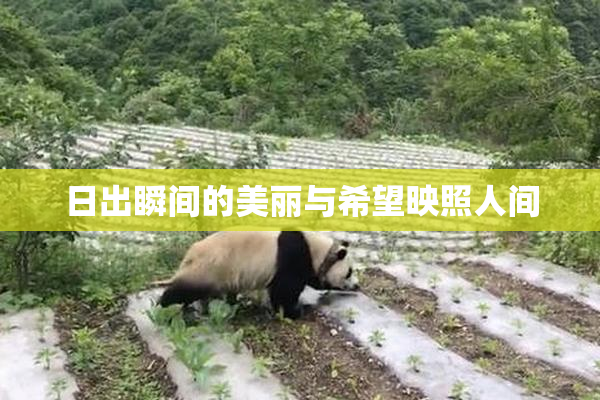 日出瞬间的美丽与希望映照人间