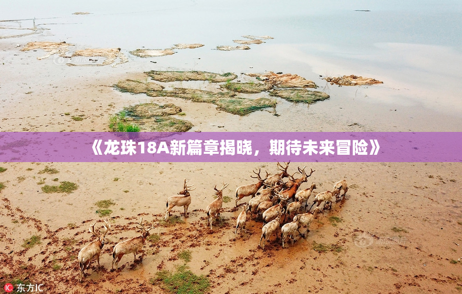 《龙珠18A新篇章揭晓，期待未来冒险》