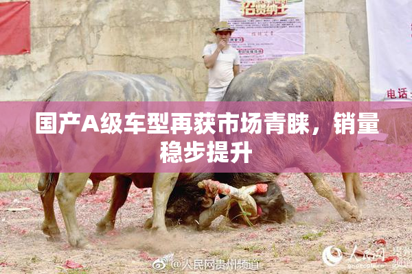 国产A级车型再获市场青睐，销量稳步提升