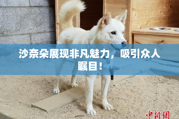 沙奈朵展现非凡魅力，吸引众人瞩目！