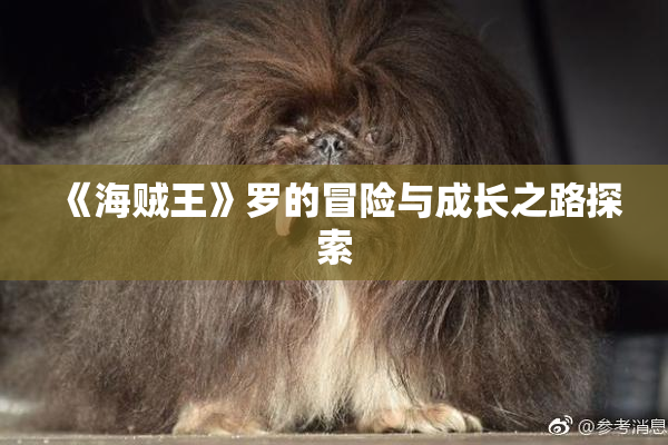 《海贼王》罗的冒险与成长之路探索