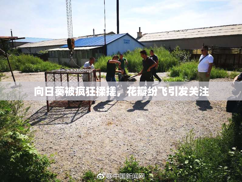 向日葵被疯狂揉搓，花瓣纷飞引发关注