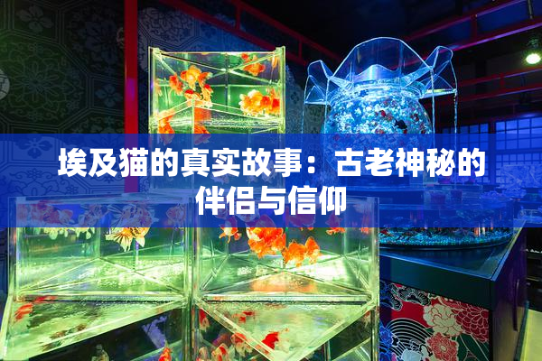 埃及猫的真实故事：古老神秘的伴侣与信仰