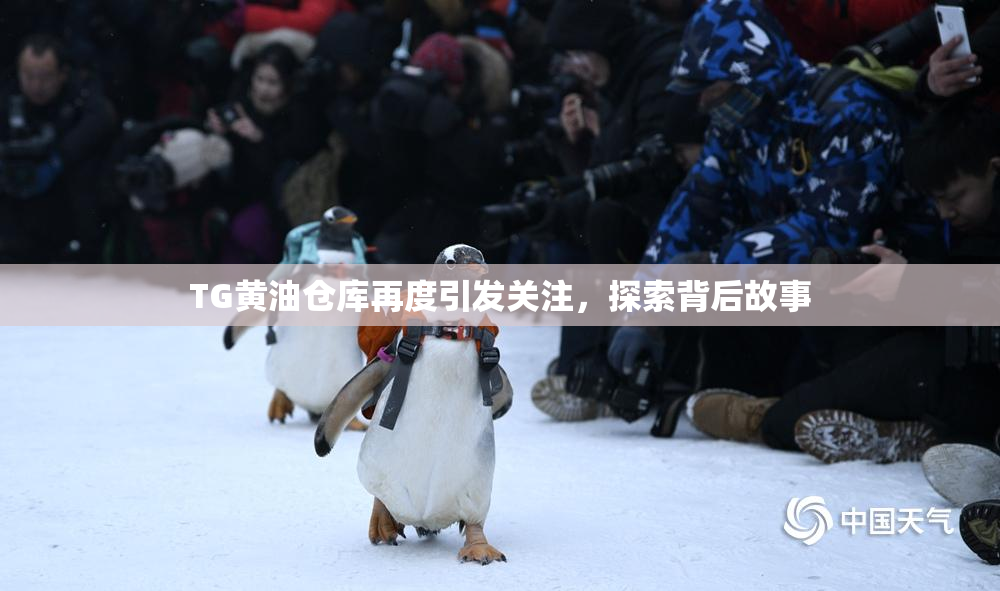 TG黄油仓库再度引发关注，探索背后故事