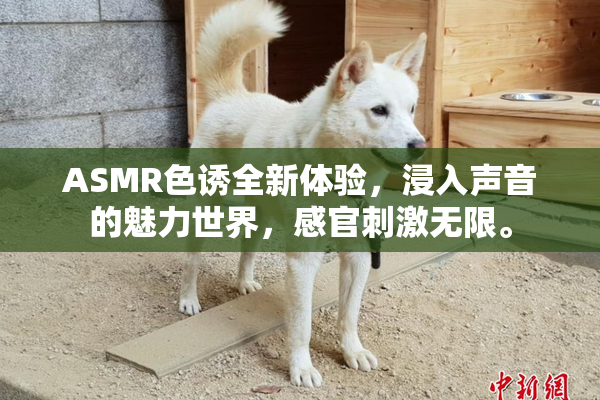 ASMR色诱全新体验，浸入声音的魅力世界，感官刺激无限。